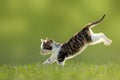 Young cat jumps over a meadow backlit Royalty Free Stock Photo