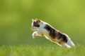 Young cat jumps over a meadow backlit