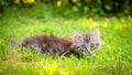 Young cat kitten on green meadow. little striped kitten lies on green grass. Scared animal. Ticks and fleas in green grass. Danger