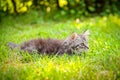 Young cat kitten on green meadow. little striped kitten lies on green grass. Scared animal. Ticks and fleas in green grass. Danger