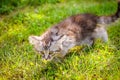 Young cat kitten on green meadow. little striped kitten lies on green grass. Scared animal. Ticks and fleas in green grass. Danger