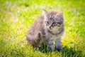 Young cat kitten on green meadow. little striped kitten lies on green grass. Scared animal. Ticks and fleas in green grass. Danger