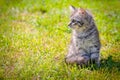 Young cat kitten on green meadow. little striped kitten lies on green grass. Scared animal. Ticks and fleas in green grass. Danger