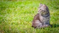 Young cat kitten on green meadow. little striped kitten lies on green grass. Scared animal. Ticks and fleas in green grass. Danger