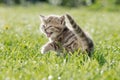 Young cat or kitten meowing in green grass Royalty Free Stock Photo