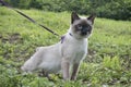 Young cat, kitten  Siamese type ,Mekong bobtail walks in a grass Royalty Free Stock Photo