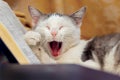 A young cat lies near a book and yawns Royalty Free Stock Photo