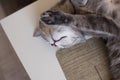 Young cat lies on a table resting his eyes shut