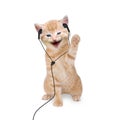 Young cat is listening to music with headphones / headset