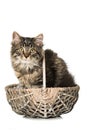 Young cat lying in a basket Royalty Free Stock Photo