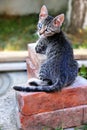 Young cat lying on bricks in yard