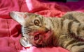 A young cat lying on pink blanket Royalty Free Stock Photo