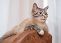 Young cat lying on the top of a chair Royalty Free Stock Photo