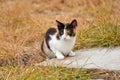 Young cat with muliticolored fur sits at the edge of a sidewalk slab Royalty Free Stock Photo