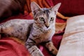 A young cat observes sitting on the sofa at home