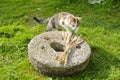 Young cat on old millstone in garden Royalty Free Stock Photo