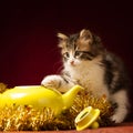 Young cat playing with christmas ornaments Royalty Free Stock Photo