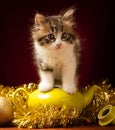 Young cat playing with christmas ornaments Royalty Free Stock Photo