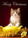 Young cat playing with christmas ornaments Royalty Free Stock Photo