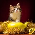 Young cat playing with christmas ornaments Royalty Free Stock Photo