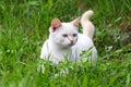 Young cat playing in green grass park. Royalty Free Stock Photo