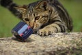A young cat is playing with a toycar Royalty Free Stock Photo