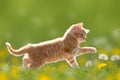 Young cat plays with dandelion in Back light Royalty Free Stock Photo