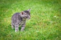 Young cat in Poland Royalty Free Stock Photo