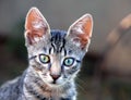Young cat portrait Royalty Free Stock Photo