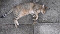 Young cat purr and nap laying on grunge cement pavement and kneading by paws