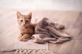 Young cat resting on blanket