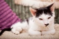 Young cat resting on a sofa