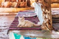 A young cat resting on traditional a Bedouin rag carpet Royalty Free Stock Photo