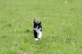 young cat running on a green juicy meadow Royalty Free Stock Photo