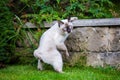 Young cat Siam oriental group Mekong bobtail walks in grass on blue leash. Pets walking outdoor adventure in park. Training, Royalty Free Stock Photo