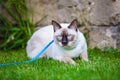 Young cat Siam oriental group Mekong bobtail walks in grass on blue leash. Pets walking outdoor adventure in park. Training, Royalty Free Stock Photo
