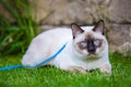 Young cat Siam oriental group Mekong bobtail walks in grass on blue leash. Pets walking outdoor adventure in park. Training, Royalty Free Stock Photo