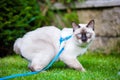 Young cat Siam oriental group Mekong bobtail walks in grass on blue leash. Pets walking outdoor adventure in park. Training, Royalty Free Stock Photo