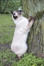 young cat Siamese type ,Mekong bobtail trying to climb a tree