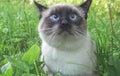 young cat,Siamese type ,Mekong bobtail walks in a grass Royalty Free Stock Photo