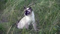 Young cat,Siamese type ,Mekong bobtail walks in a grass Royalty Free Stock Photo
