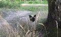 Young cat,Siamese type ,Mekong bobtail walks in a grass Royalty Free Stock Photo