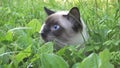 young cat,Siamese type walks in a grass Royalty Free Stock Photo