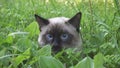 Young cat,Siamese type  walks in a grass Royalty Free Stock Photo