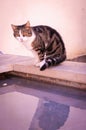 Young cat sitting on edge of a fountaine pool