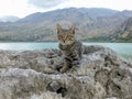 Young cat sitting on stone near Kournas Lake, freshwater lake in Crete, Greece Royalty Free Stock Photo