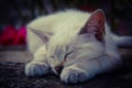 Young cat sleeping Royalty Free Stock Photo