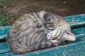 Young cat sleeping on a bench Royalty Free Stock Photo