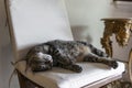 A young cat sleeping on a chair in a house in Istanbul Royalty Free Stock Photo