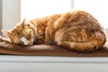 A young cat sleeping on a couch at home, sweet and beautiful. Royalty Free Stock Photo